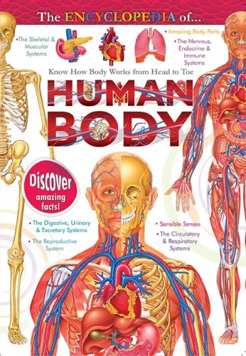 Human Body encyclopedia (7 titles series)