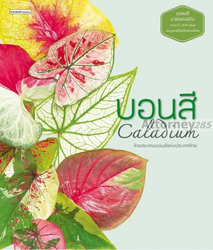 Caladium