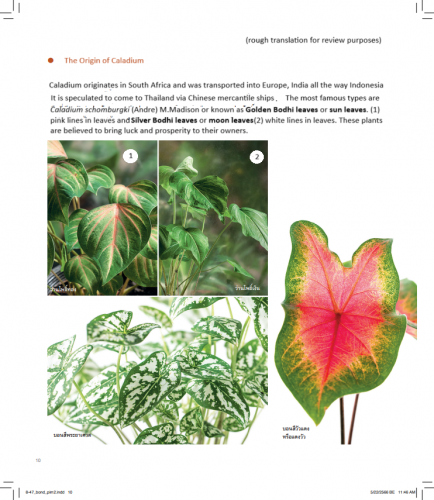 Caladium